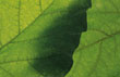 Molybdenum is essential for plant foliage health.